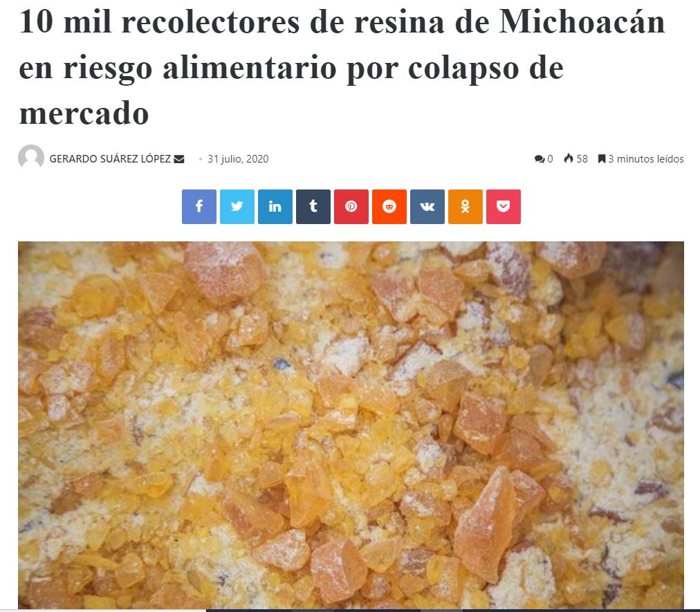 10 mil recolectores de resina de Michoacán en riesgo alimentario por colapso de mercado