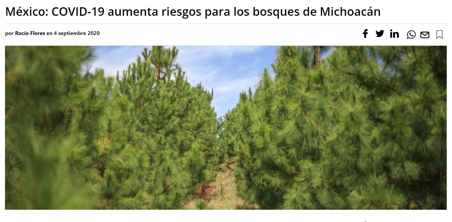 COVID-19 aumenta riesgos para los bosques de Michoacán