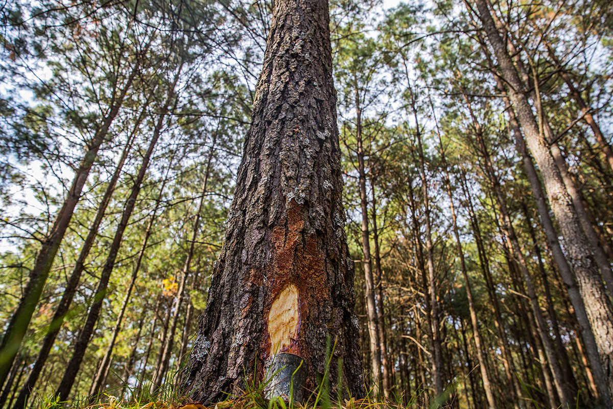 Los productos forestales no maderables: los olvidados de la política forestal en México