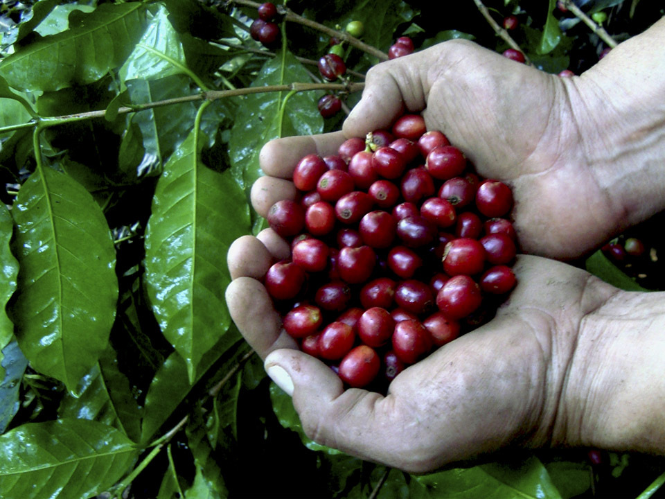 En la cadena productiva del café, la ganancia es para intermediarios, no para productores: Unión San Fernando