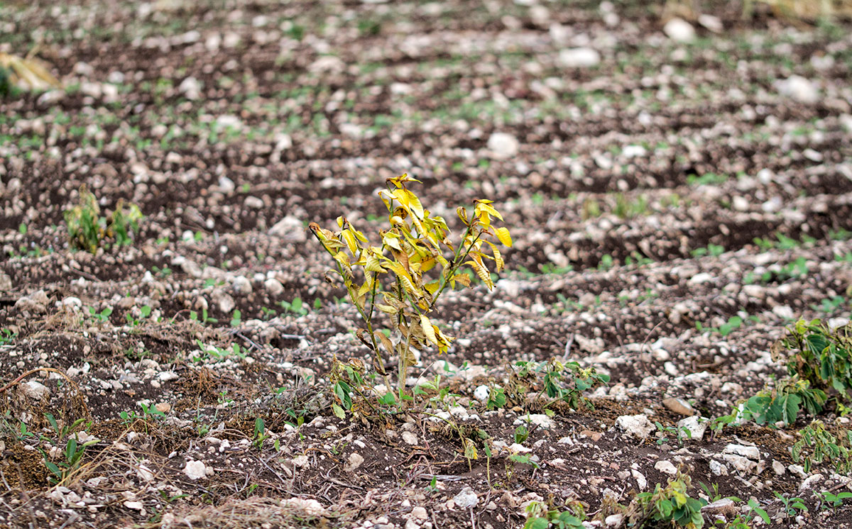Entre los fertilizantes y la agroecología: contradicciones en la política para el campo
