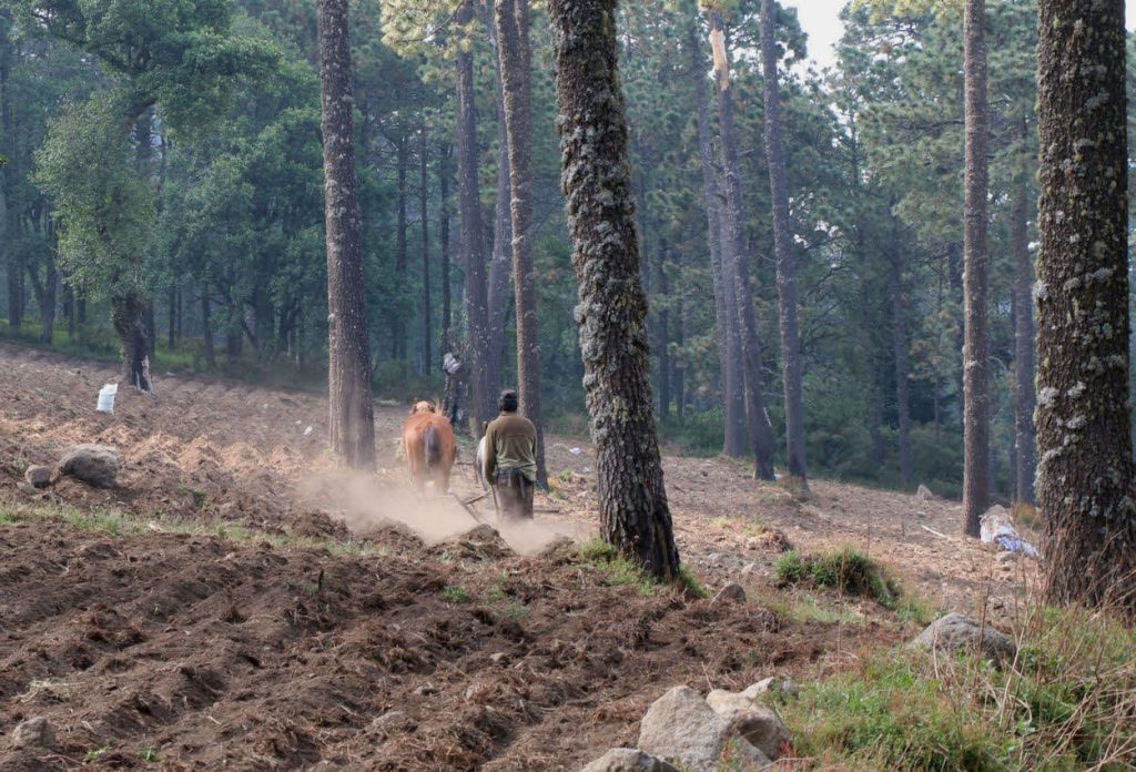 Los suelos forestales, un recurso indispensable en el abandono ...