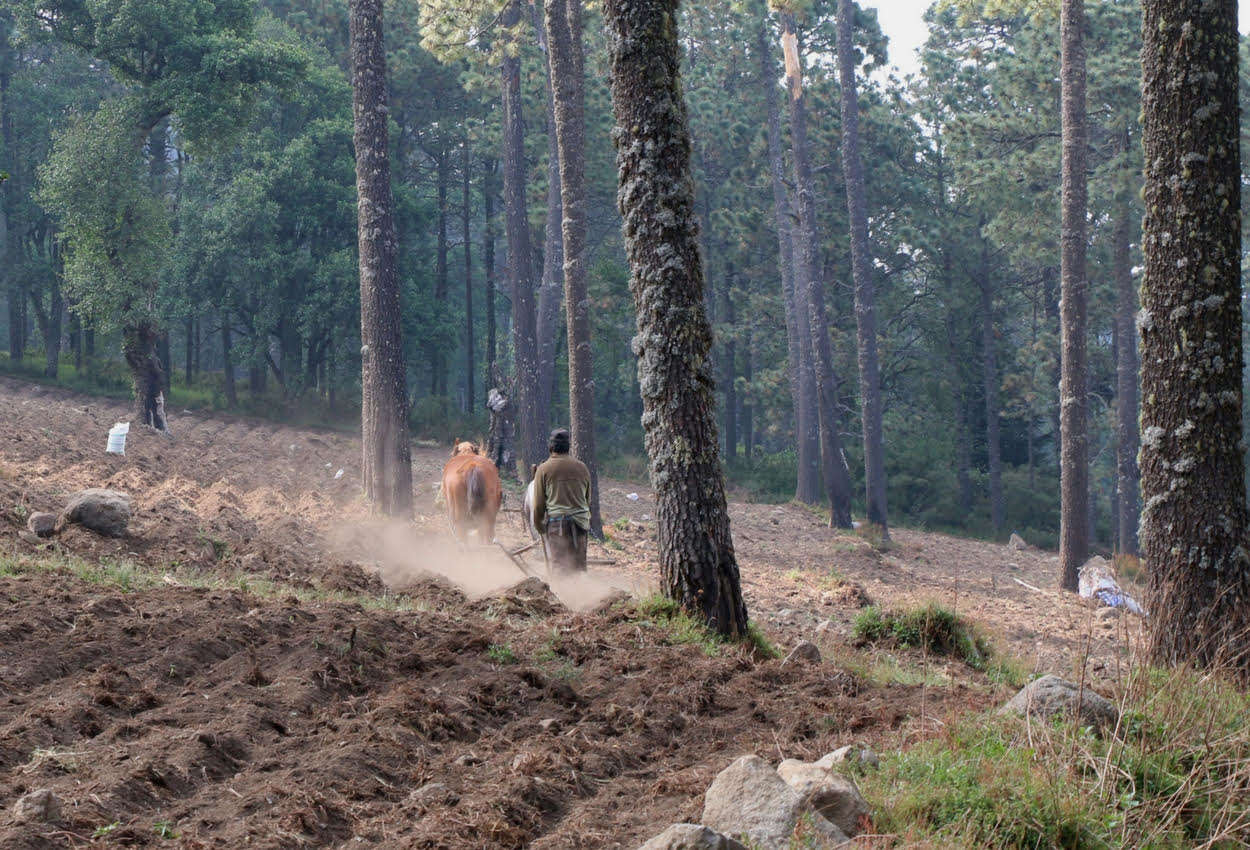 Los suelos forestales, un recurso indispensable en el abandono