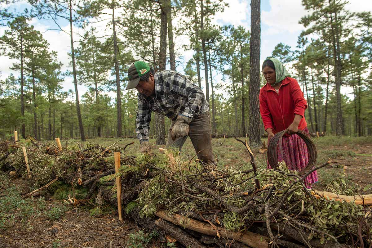 Explotación forestal ilegal, proyectos turísticos y mineros despojan a comunidades indígenas en la Sierra Tarahumara