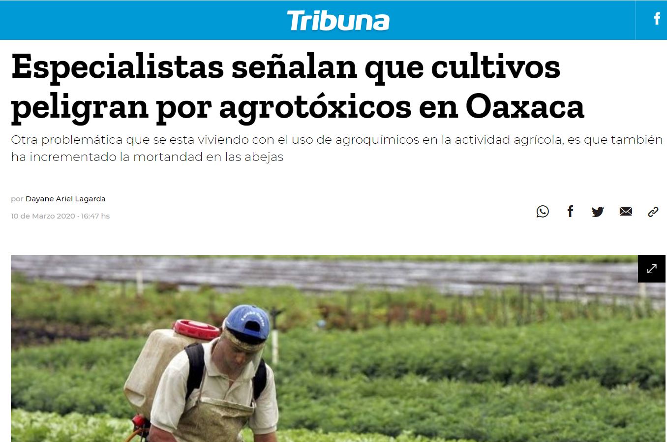 Especialistas señalan que cultivos peligran por agrotóxicos en Oaxaca