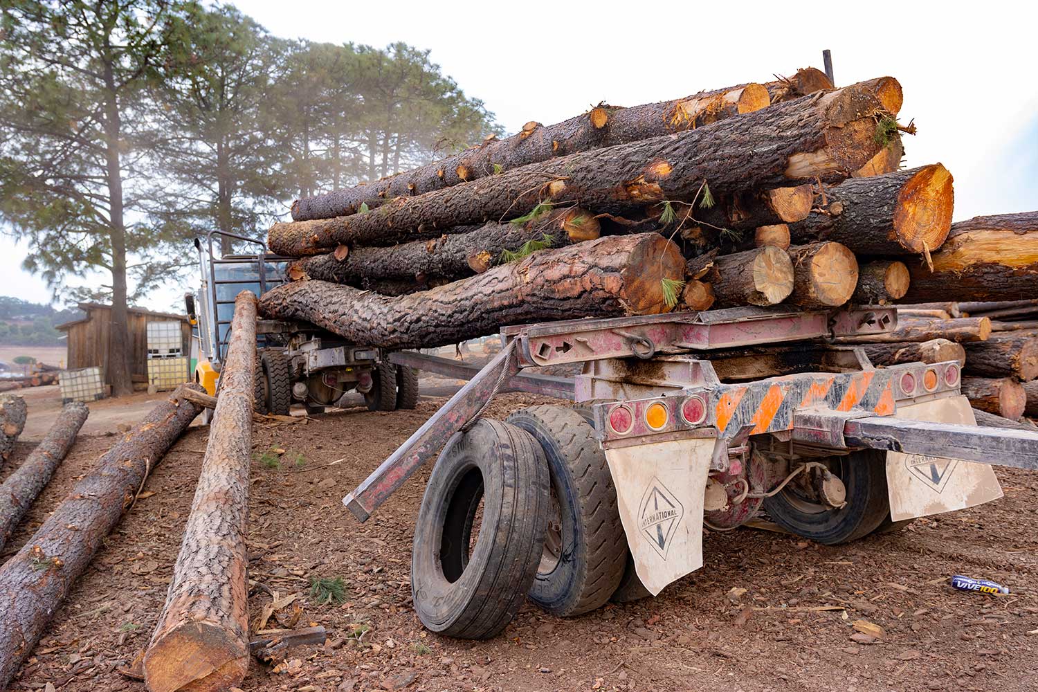 Certificación del manejo forestal: una vía para combatir la ilegalidad y procurar la conservación de los bosques en México